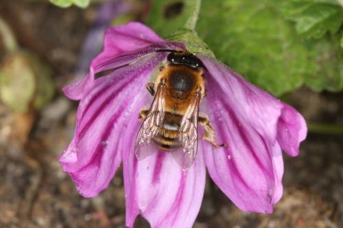 Melitta leporina
