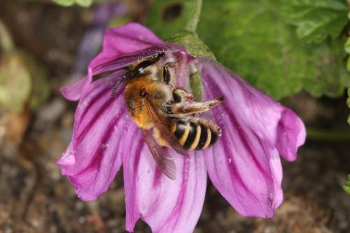 Melitta leporina
