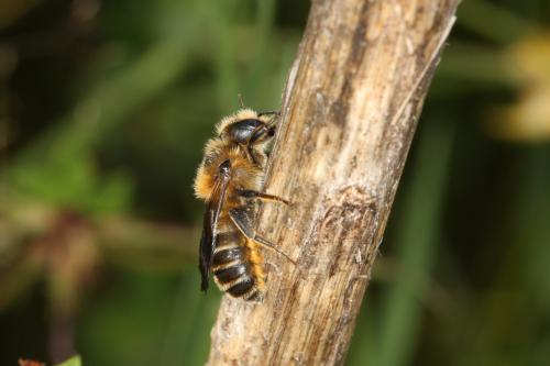 Hoplitis tridentata