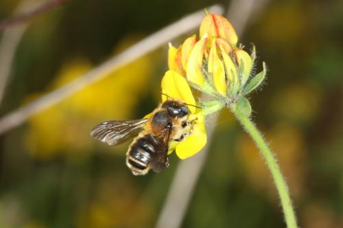 Hoplitis tridentata