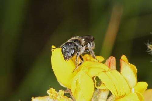 Osmia sp.