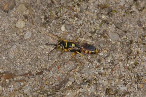 Dinetus pictus