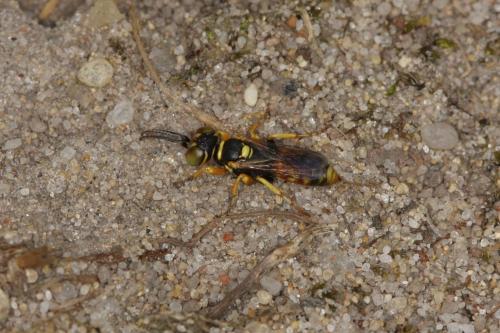 Dinetus pictus