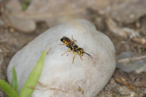 Dinetus pictus