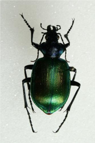 Calosoma sycophanta