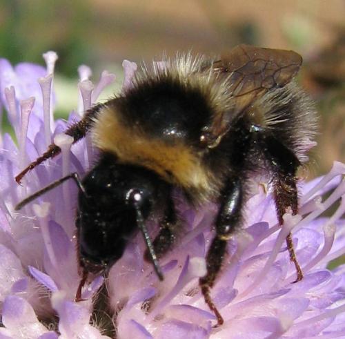 Bombus sp.