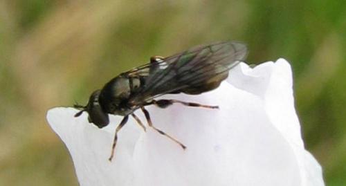 Neoascia geniculata