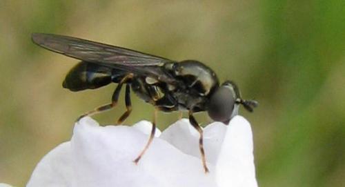 Neoascia geniculata