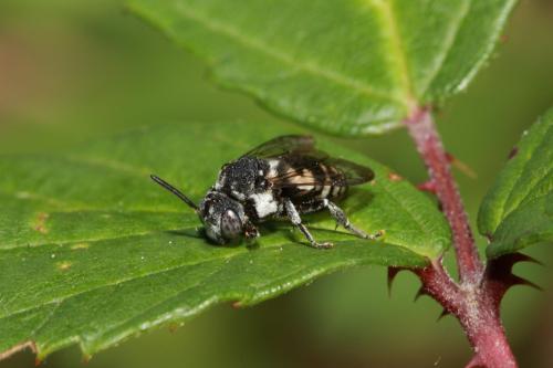 Réf. 63 449 : Epeolus fallax