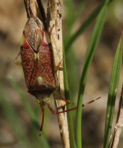 Pantilius tunicatus