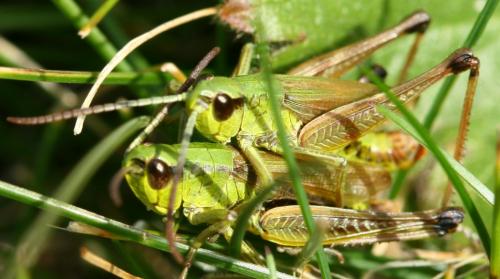 Pseudochorthippus sp.