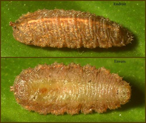 Epistrophe melanostoma
