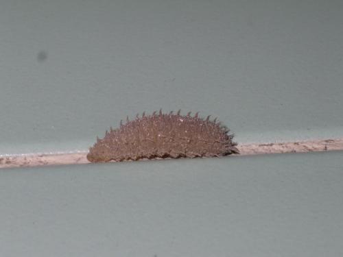 Réf. 63 806 : Fannia sp.