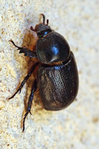 Réf. 63 179 : Pentodon bidens punctatum