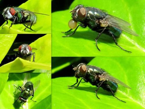 Lucilia sp.
