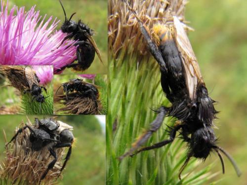 Bombus sp.