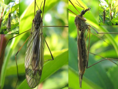 Réf. 63 790 : Tipula sp.