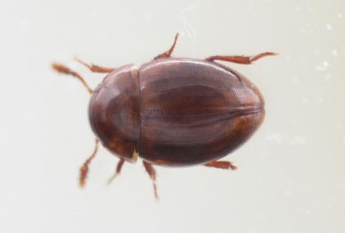 Réf. 63 382 : Colenis immunda