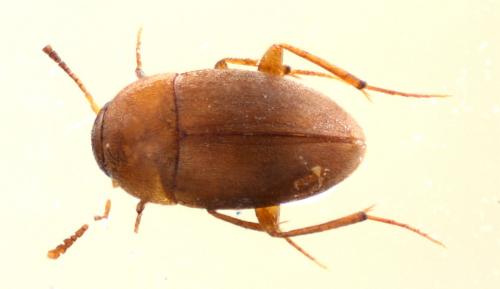 Nargus velox
