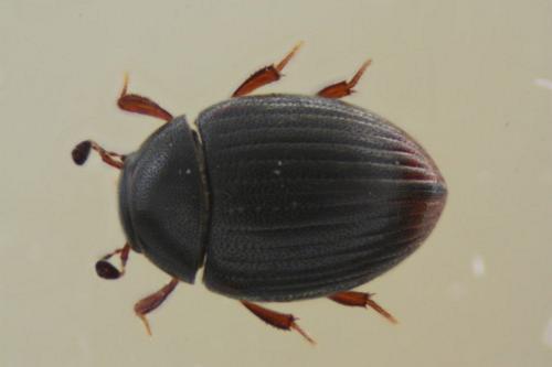 Cercyon sp.