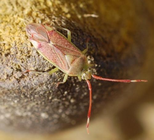 Pantilius tunicatus