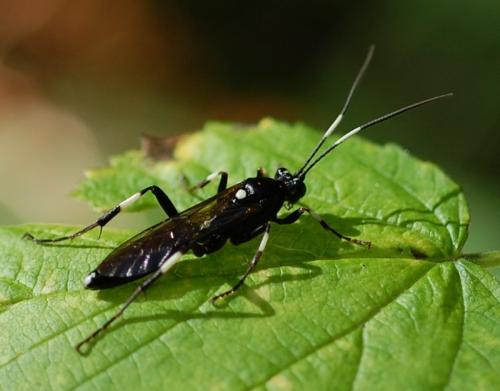 Réf. 63 512 : Achaius oratorius
