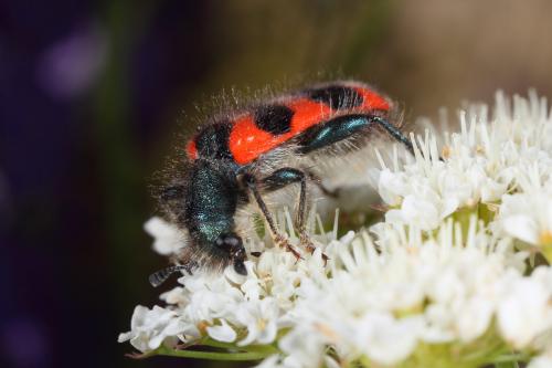 Réf. 63 510 : Trichodes alvearius