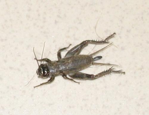 Réf. 63 970 : Eumodicogryllus bordigalensis bordigalensis