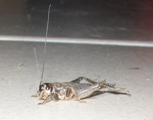 Eumodicogryllus bordigalensis bordigalensis