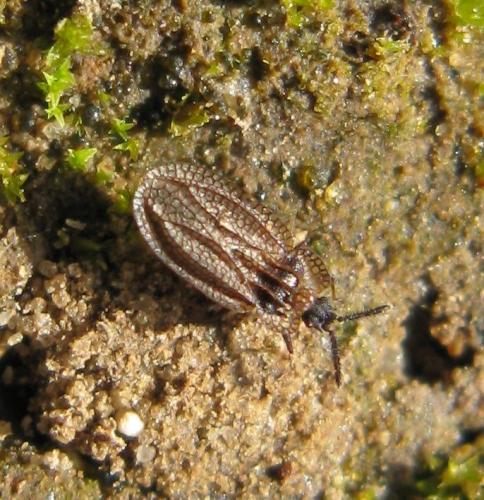 Kalama tricornis