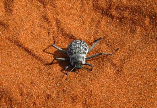 Onymacris sp.