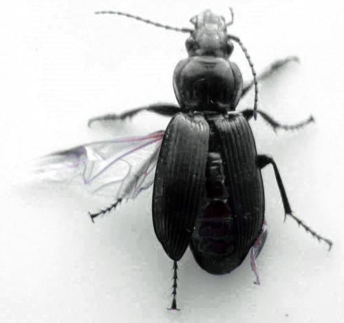 Pterostichus melanarius