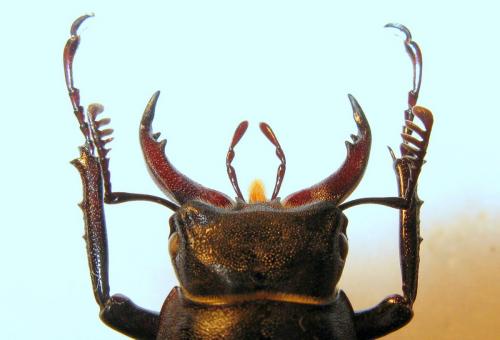 Lucanus cervus