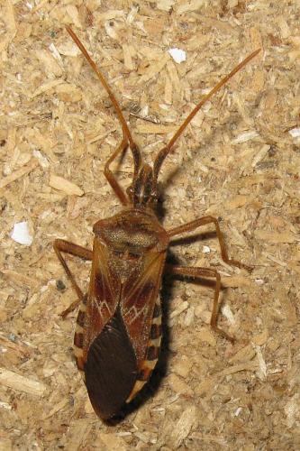 Réf. 63 675 : Leptoglossus occidentalis