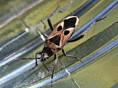 Réf. 63 097 : Lasiocoris anomalus