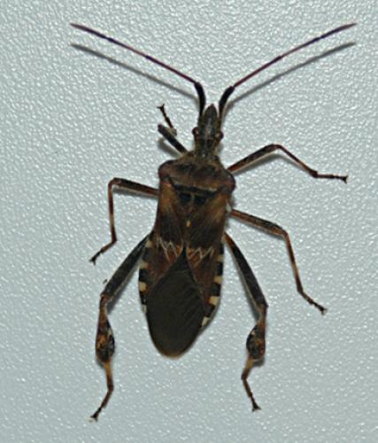 Leptoglossus occidentalis