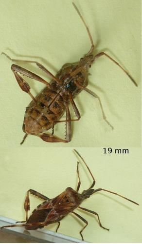 Leptoglossus occidentalis