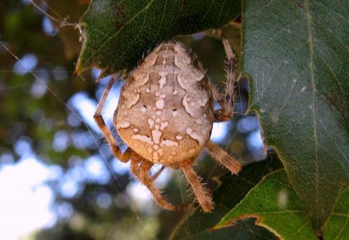 Araneus diadematus