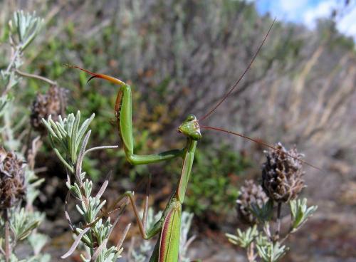 Mantis religiosa