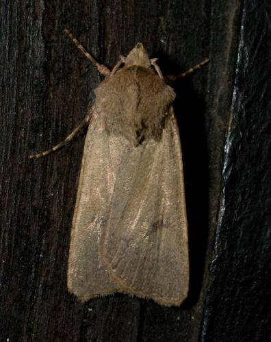Réf. 63 709 : Agrotis trux