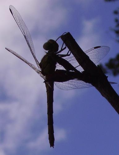 Sympetrum striolatum