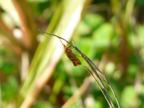 Limnephilus lunatus