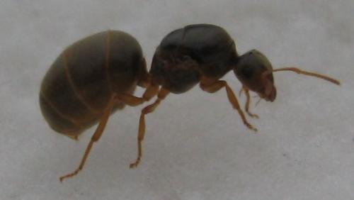 Lasius flavus