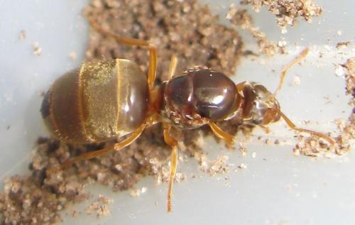 Lasius flavus