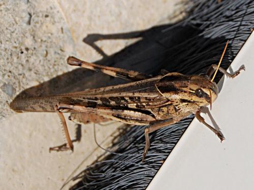 Réf. 63 763 : Locusta migratoria