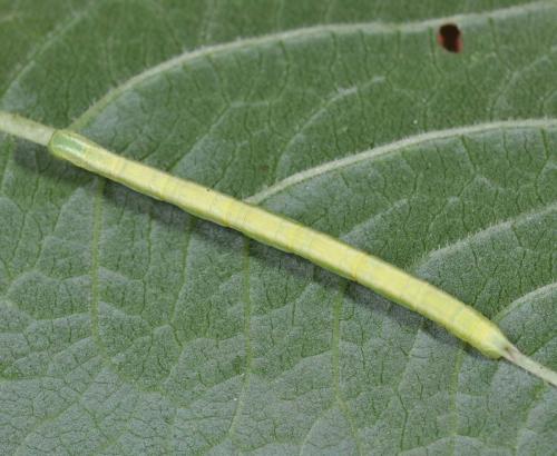 Chloroclysta sp.