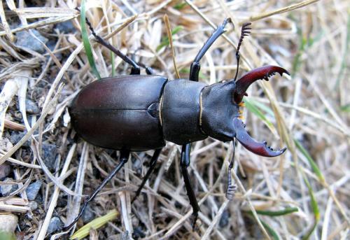 Lucanus cervus