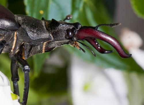 Lucanus cervus