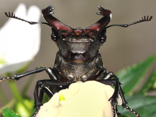 Lucanus cervus