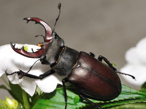Réf. 63 459 : Lucanus cervus